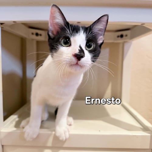 ERNESTO