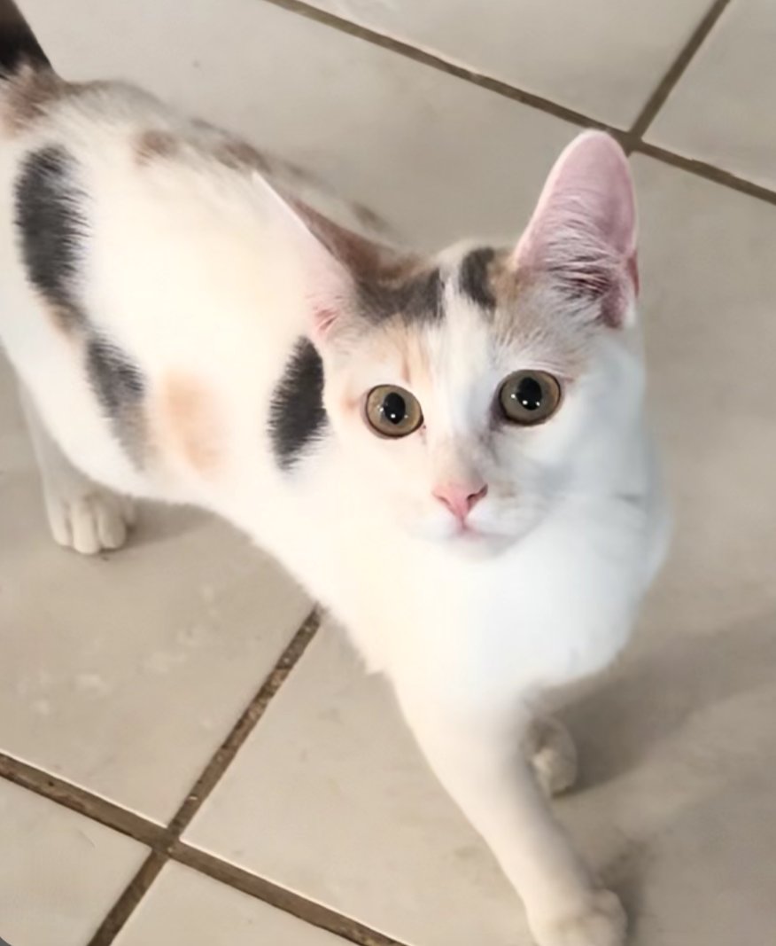 SPRINKLES - Domestic Short Hair available for adoption