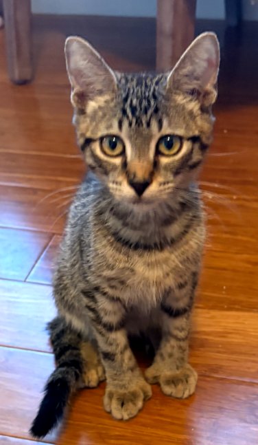 THUMBS - Domestic Short Hair available for adoption