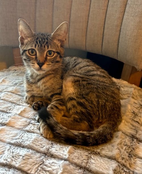 THUMBS - Domestic Short Hair available for adoption