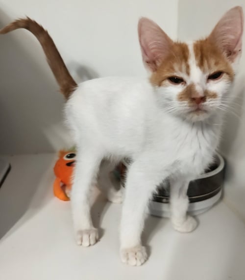 BEAU - Domestic Short Hair available for adoption