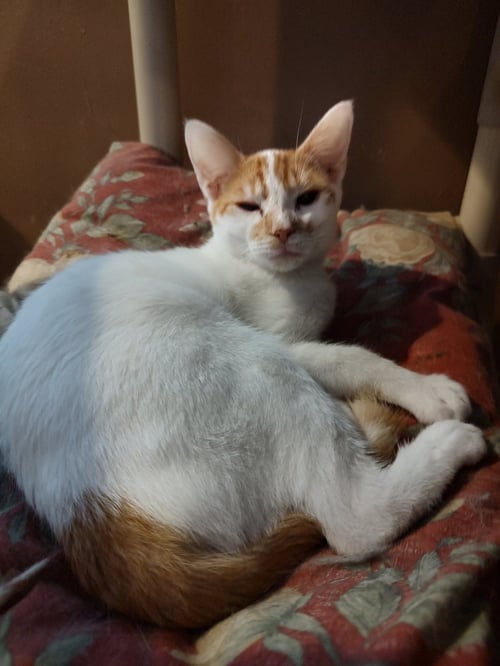 BEAU - Domestic Short Hair available for adoption