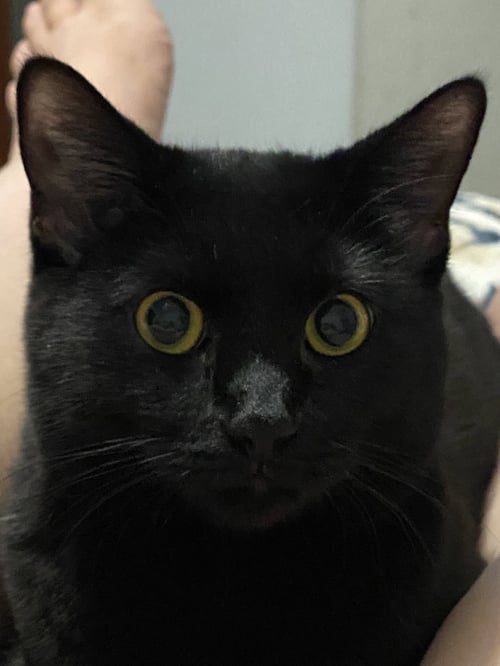 GHOST - Domestic Short Hair available for adoption