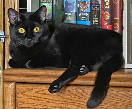 GHOST - Domestic Short Hair available for adoption