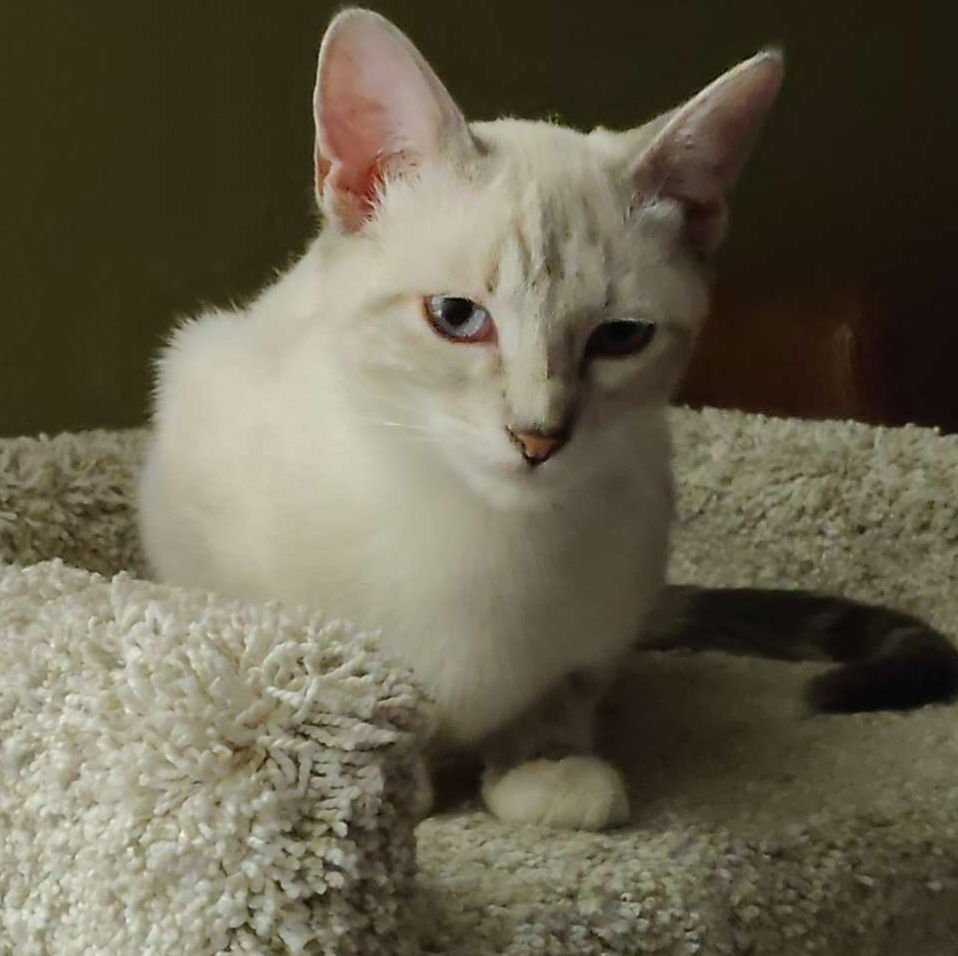 BABY - Siamese available for adoption