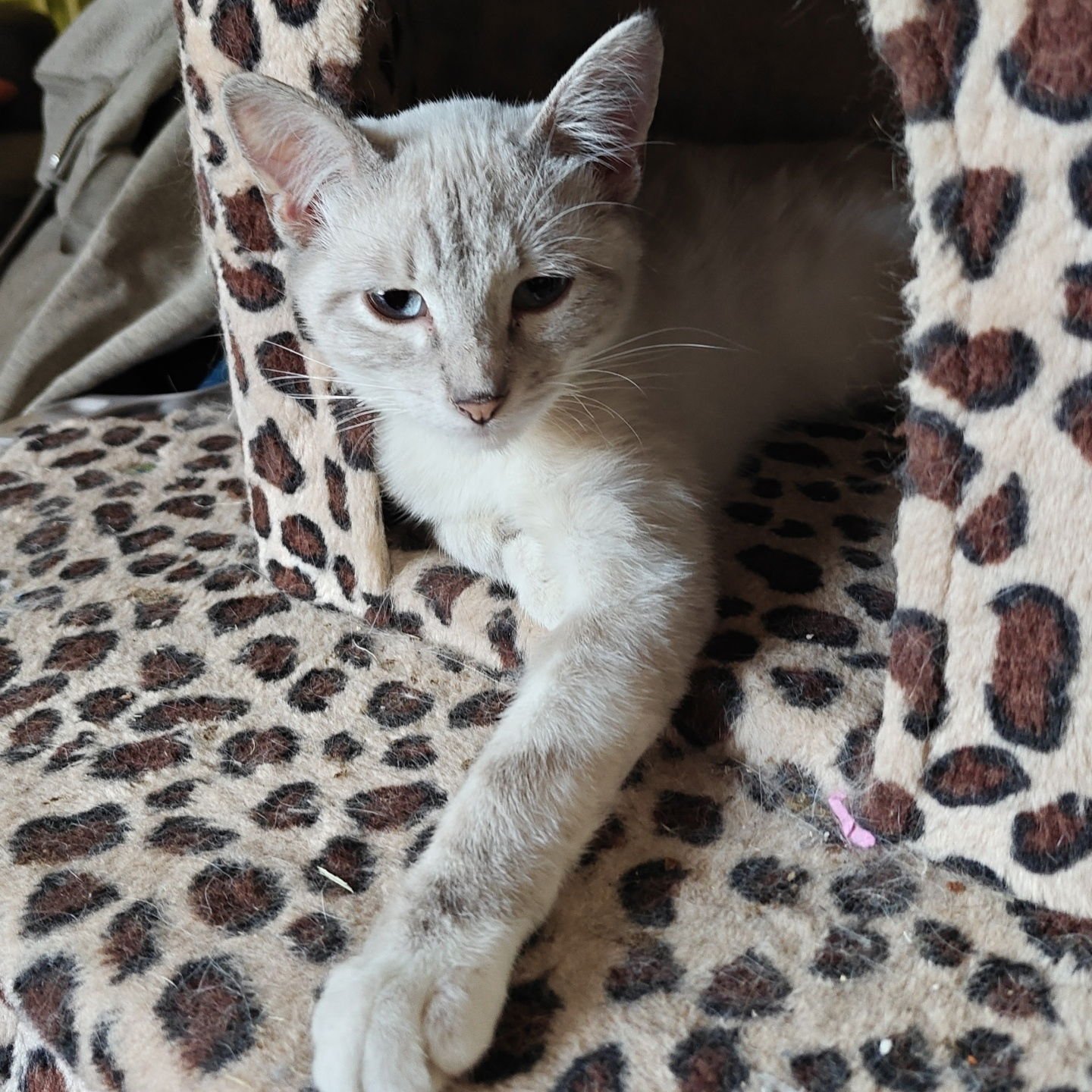 BABY - Siamese available for adoption