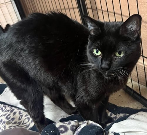 JUSTINE - Domestic Short Hair available for adoption