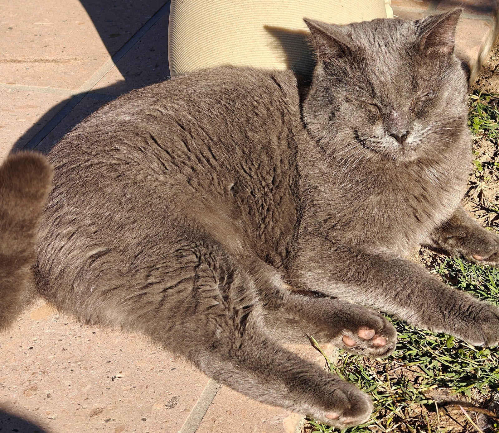 TOBY - FIV+ - Domestic Short Hair available for adoption