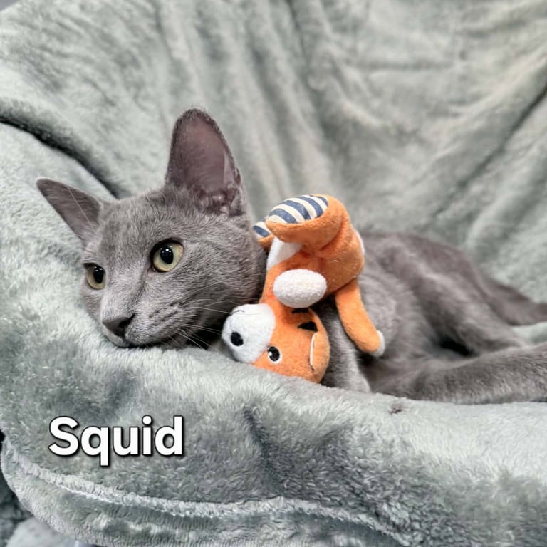 Squid Image