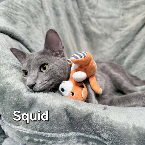 SQUID - Domestic Short Hair available for adoption