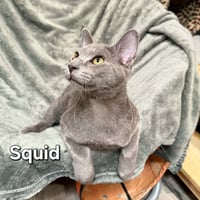 Squid - Photo 2