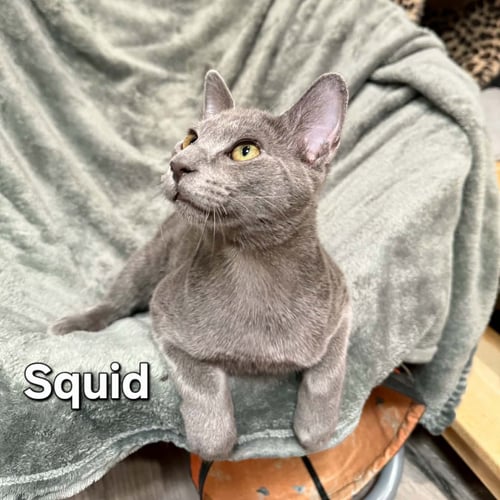 SQUID - Domestic Short Hair available for adoption
