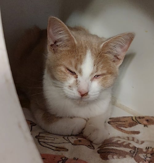 GEORGIA - Domestic Short Hair available for adoption