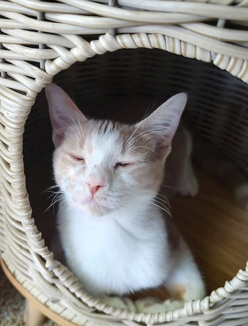 GEORGIA - Domestic Short Hair available for adoption