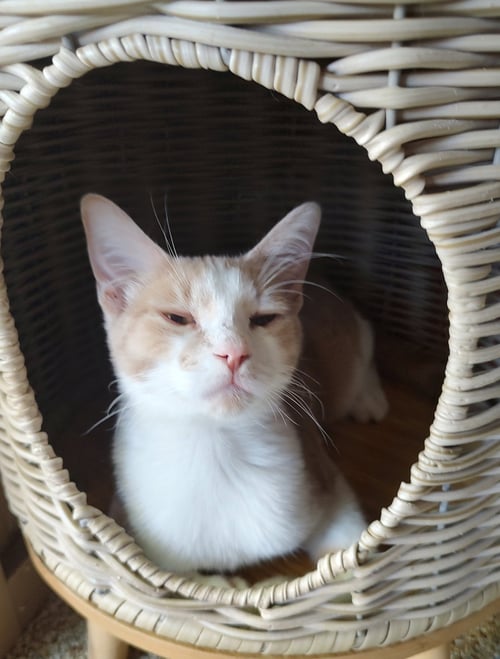 GEORGIA - Domestic Short Hair available for adoption