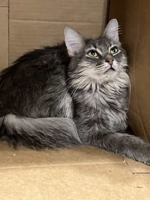 MIMIC - Domestic Long Hair for adoption in Peoria