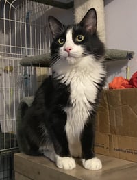 Figaro - Photo 7