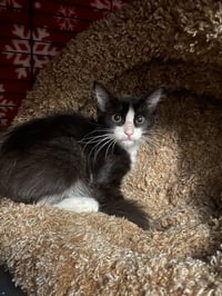 Figaro - Photo 6