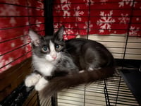 Figaro - Photo 5