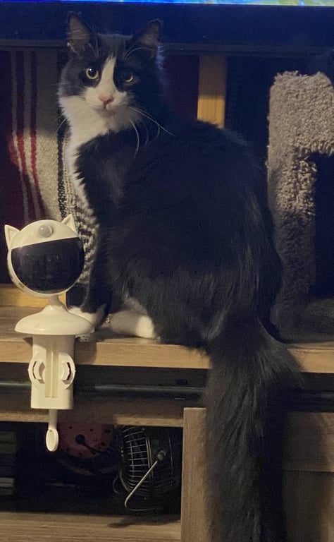 Figaro Image