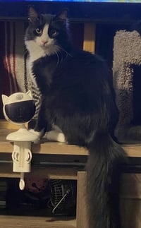 Figaro - Photo 1