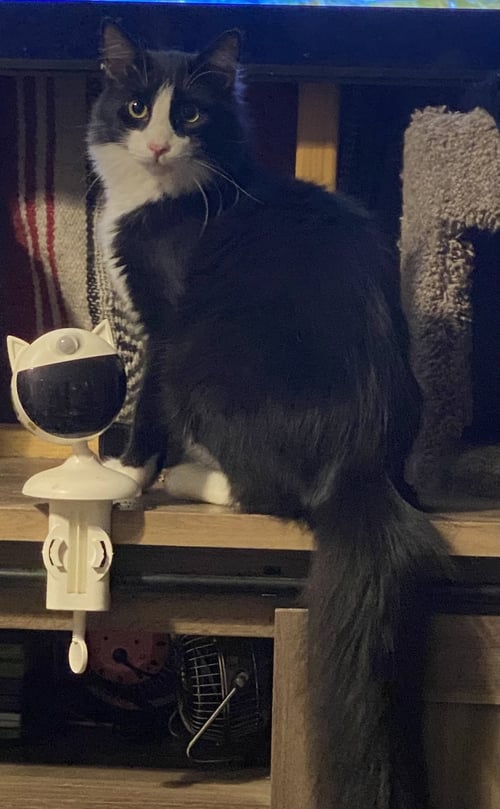FIGARO - Domestic Short Hair available for adoption