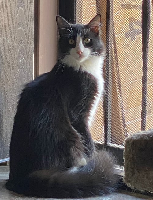 FIGARO - Domestic Short Hair available for adoption