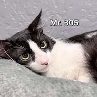 Mr. 305 - Photo 1
