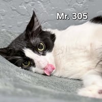 Mr. 305 - Photo 2