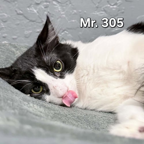 MR. 305 - Domestic Medium Hair available for adoption