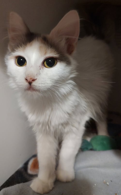 ALLANI - Domestic Medium Hair available for adoption