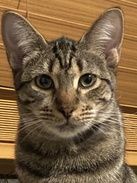 Pebbles - Photo 5