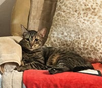 Pebbles - Photo 3