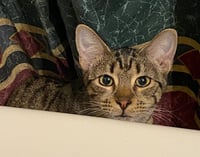 Pebbles - Photo 1