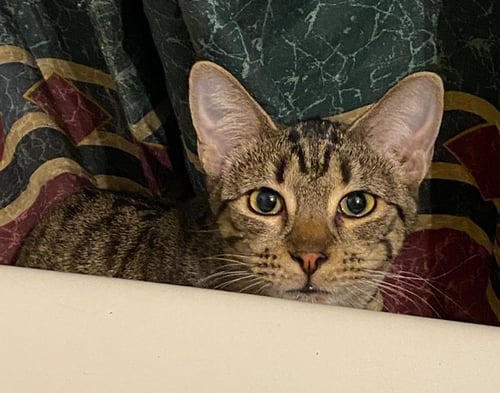 PEBBLES - Domestic Short Hair for adoption in Peoria