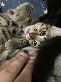 Pebbles - Photo 8