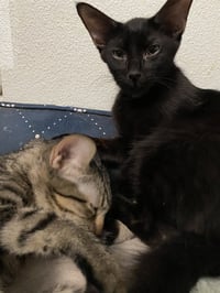 Pebbles - Photo 7