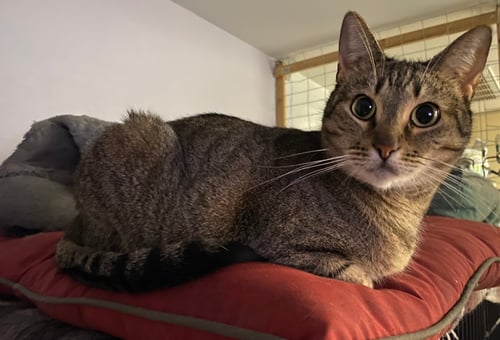 ZARA - Domestic Short Hair available for adoption
