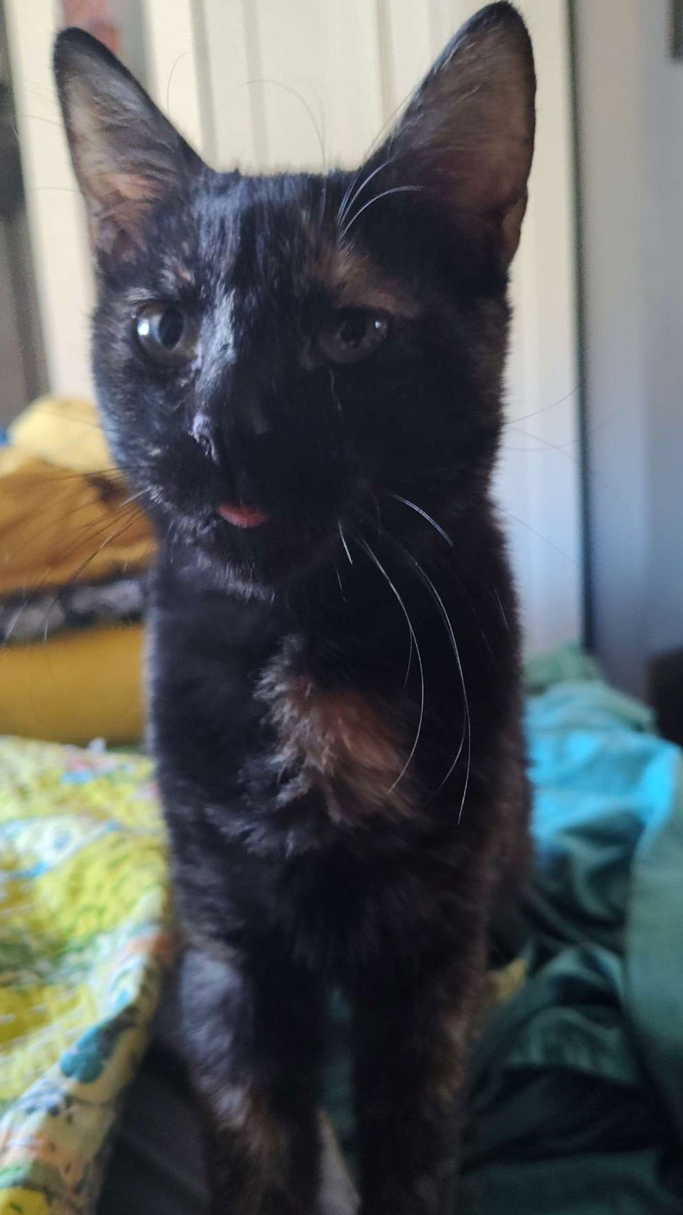 PRUNE - Domestic Short Hair available for adoption