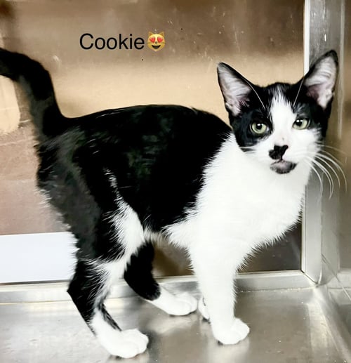 COOKIE - Domestic Short Hair available for adoption
