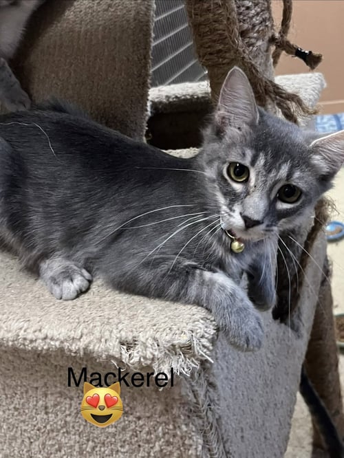 MACKEREL