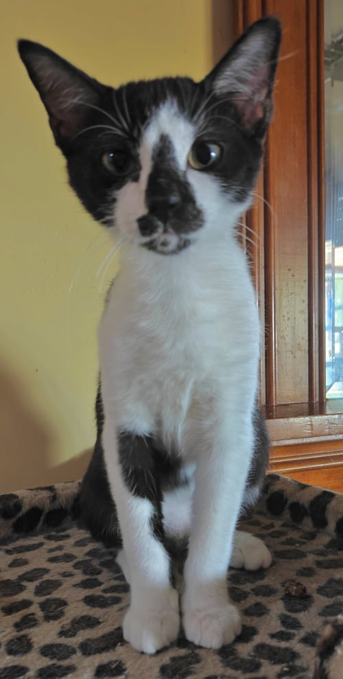 OLRUGGIO - Domestic Short Hair available for adoption