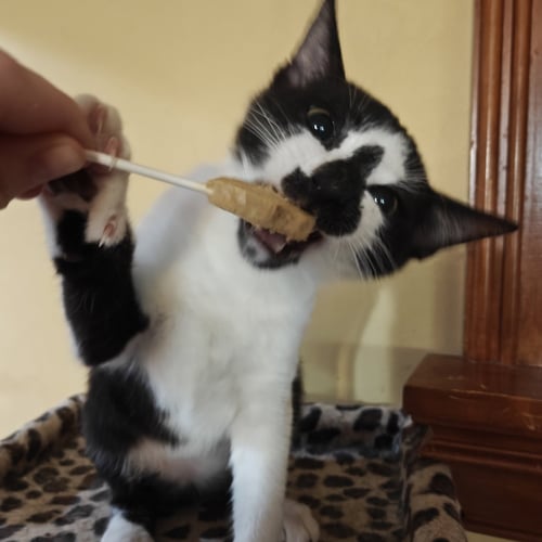OLRUGGIO - Domestic Short Hair available for adoption
