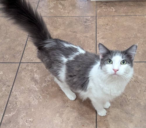 CHICKEN - Domestic Medium Hair available for adoption