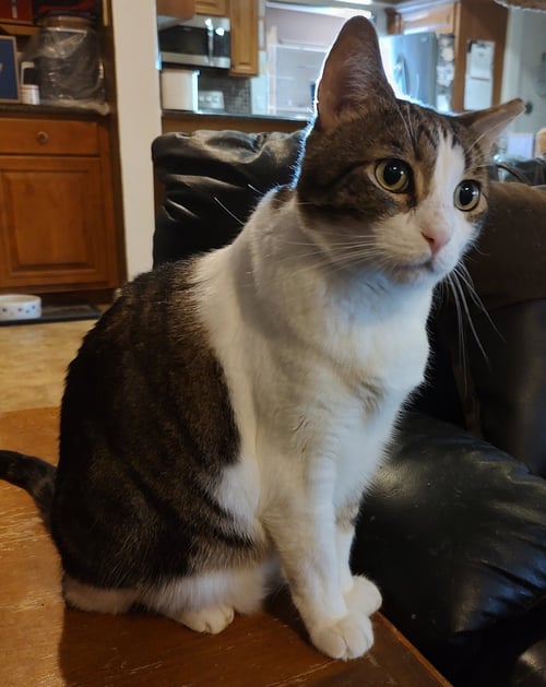 JOEY *FIV+* - Domestic Short Hair available for adoption