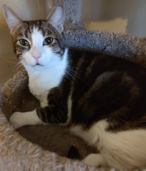 JOEY *FIV+* - Domestic Short Hair available for adoption