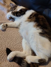 Joey *FIV+* - Photo 3