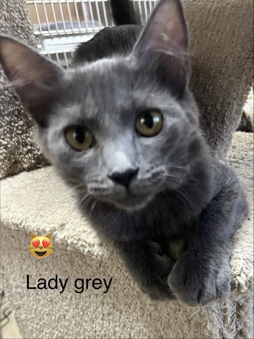 LADY GREY