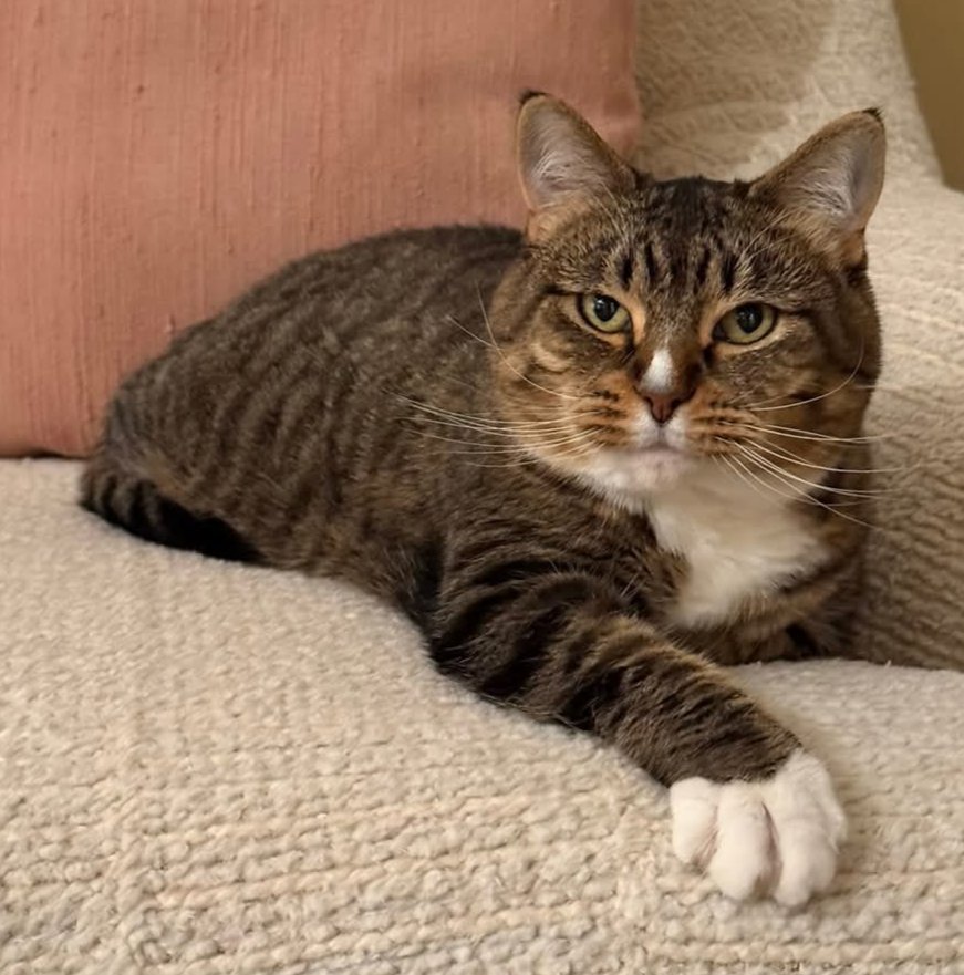 SLOAN - Domestic Short Hair available for adoption