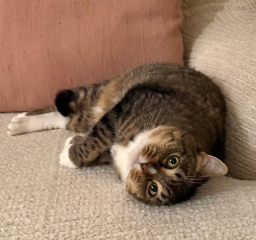 SLOAN - Domestic Short Hair available for adoption